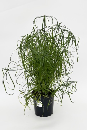 Cyperus Alternifolius 80cm x D21