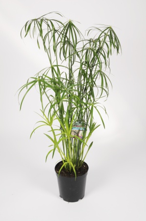 Cyperus Aternifolius 130cm x D23