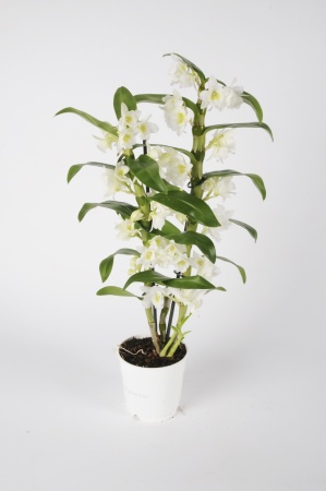 Dendrobium Nobillé Apollon 55cm x D12