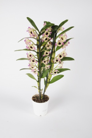 Dendrobium Nobillé Cultivar 50cm x D12