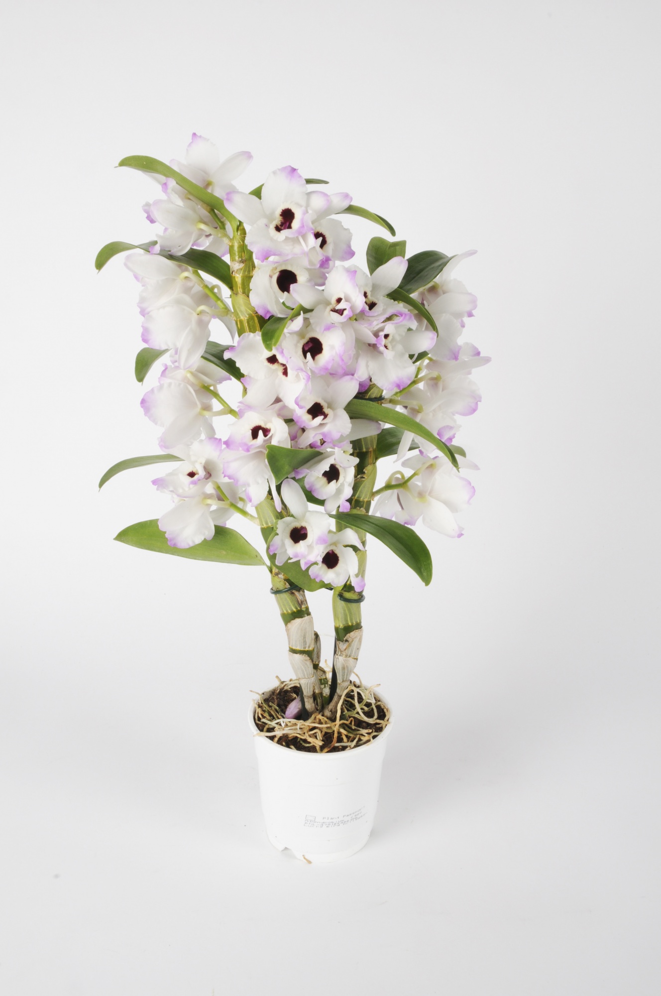 Orchidées artificielles blanche 55cm