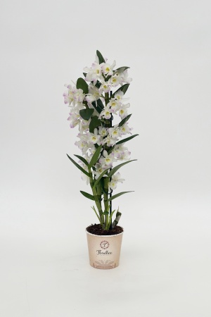 Dendrobium Nobillé Kimono 60cm x D12