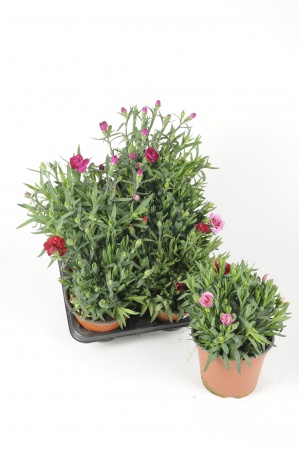 Dianthus 30cm x D14