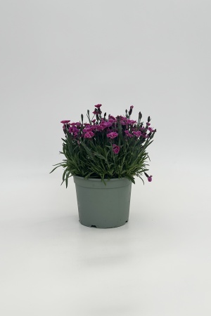 Dianthus Charmy 35cm x D17