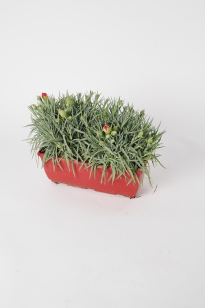 Dianthus Jardinire 26cm x D28