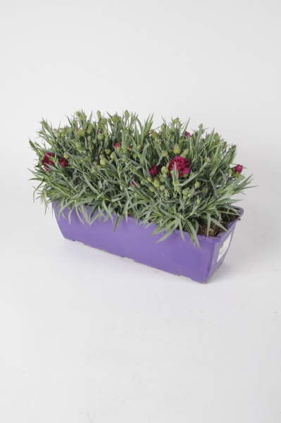 Dianthus Jardinire 32cm x D40