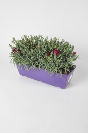 Dianthus Jardinière 32cm x D40