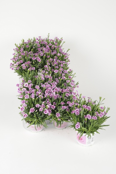 Dianthus Pink Kisses 25cm x D10