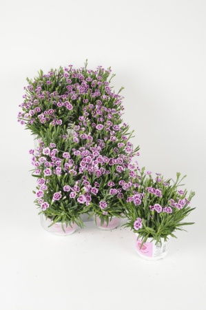 Dianthus Pink Kisses 25cm x D10