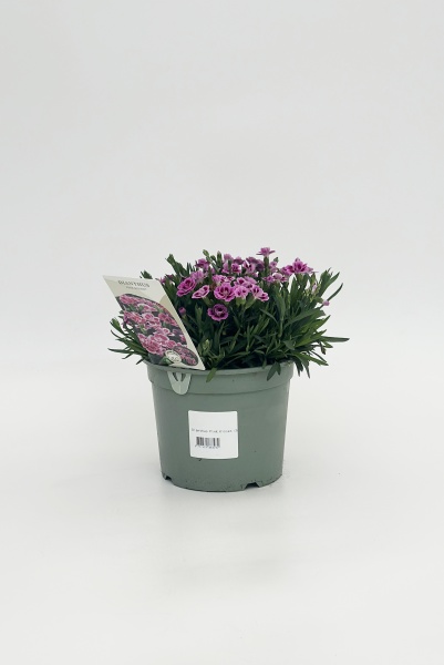 Dianthus Pink Kisses 35cm x D17