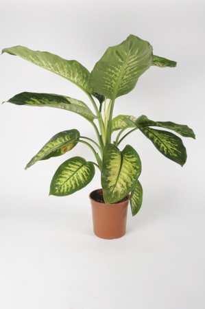 Dieffenbacchia Tropic 90cm x D19