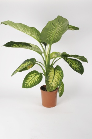 Dieffenbachia Tropic 80cm x D19