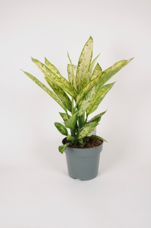 Dieffenbachia Vesuvius 60cm x D19