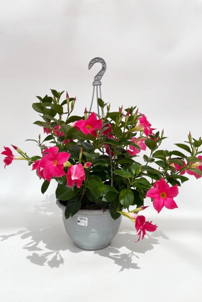 Dipladenia Suspension 60cm x D25