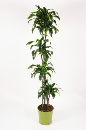 Dracaena Dorado 4 cannes 170cm x D27