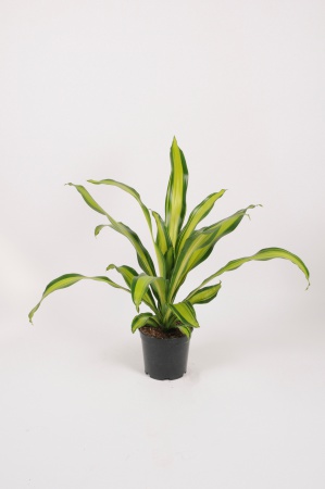 Dracaena Fragans Burley Yellow 82cm x D21