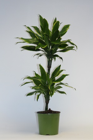 Dracaena Gold Coast T45 80cm x D19