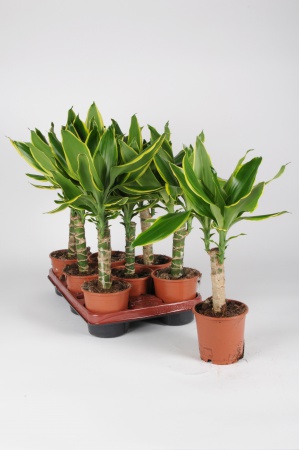 Dracaena Golden Coast 40cm x D11