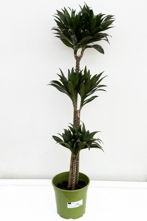 Dracaena Janet Lind T60 x D