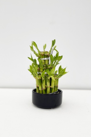 Dracaena Lucky Bambou 20cm x D12