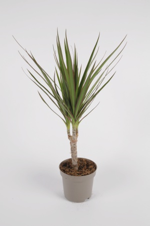 DRACAENA Marginata 20/30cm-D11