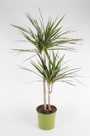 DRACAENA Marginata 45/15cm-D17