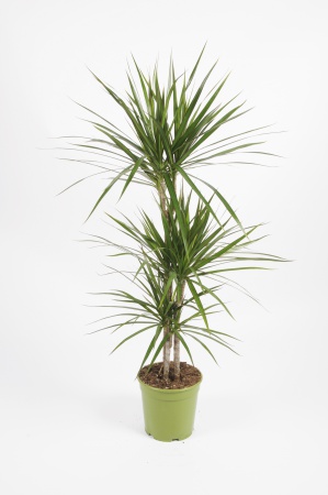 DRACAENA Marginata 60-30-15cm-D17