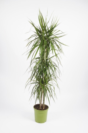 DRACAENA Marginata 90-60-30cm-D21