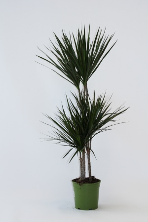 Dracaena Marginata T60 95cm x D21