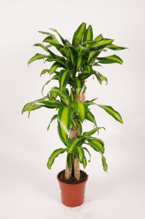 Dracaena Massangena 3 cannes 130cm x D24