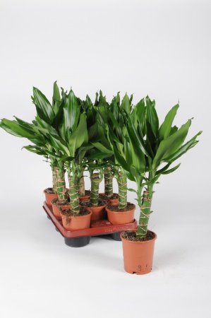 Dracaena Steudneri 40cm x D11