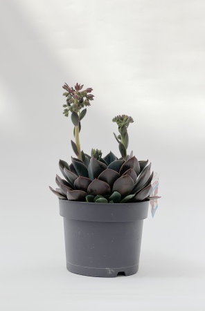 Echeveria Blue Prince 25cm x D17