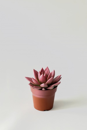 Echeveria Miranda Pink 12cm x D8