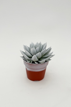 Echeveria Miranda Teintée Blanc 18cm x D15