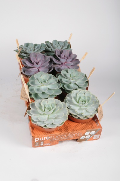 Echeveria Mixte 14cm x D12