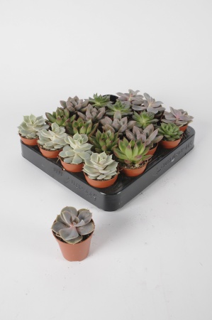 Echeveria Mixtes 12cm x D5,5