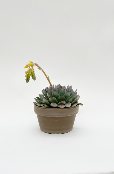 Echeveria Species 20cm x D17