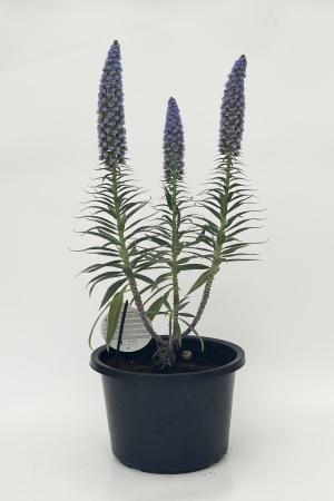 Echium Webbii 80cm x D32