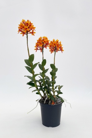 Epidendrum 55cm x D15