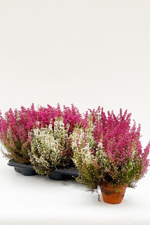 Erica Darleyensis 30cm x D13