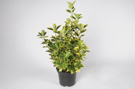 Euonymus Aureus 65cm x D19