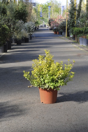 Euonymus Fortunei Emerald Gold 40cm x 5L