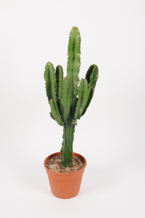 Euphorbia Eritrea 100cm x D24