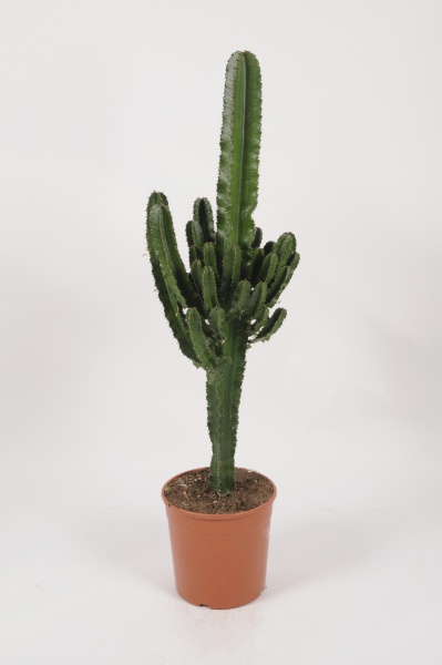 Euphorbia Eritrea 140cm x D30