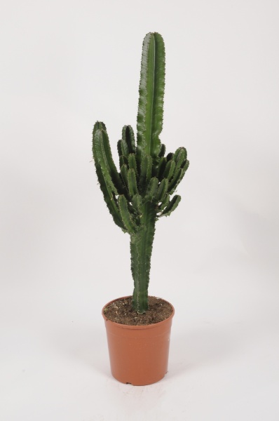 Euphorbia Eritrea 140cm x D30