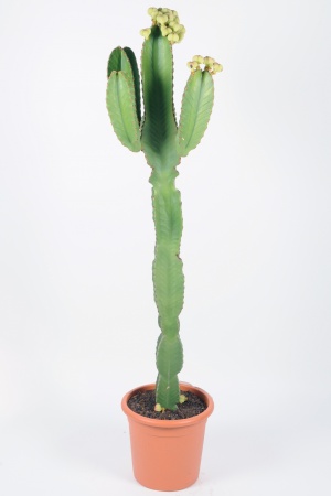 Euphorbia Ingens 170cm x D35