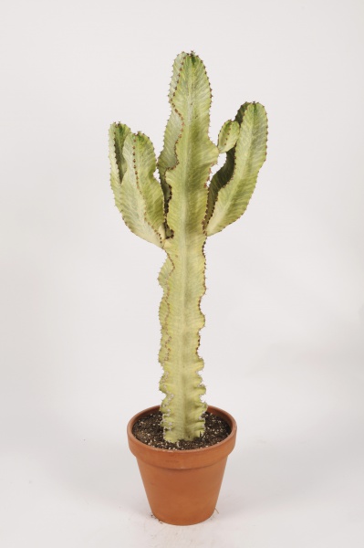 Euphorbia Ingens Variegata 135cm x D31