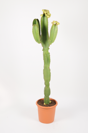 Euphorbia Ingens Variegata 149cm x D30