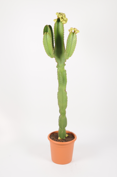 Euphorbia Ingens Variegata 149cm x D30