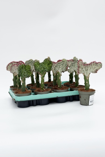 Euphorbia Lactea 20cm x D9